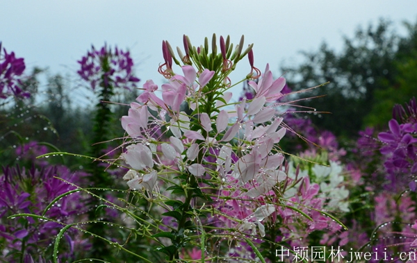 1598450460515400.jpg 醉蝶花14.jpg