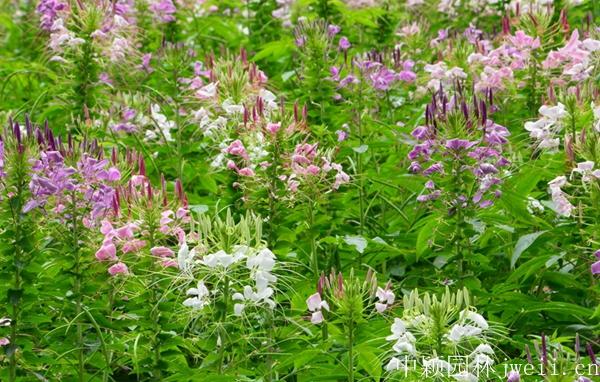 1598450587847184.jpg 醉蝶花45.jpg