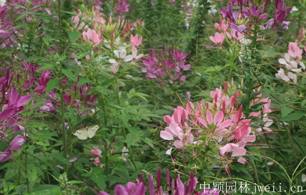 1598450594220244.jpg 醉蝶花47.jpg