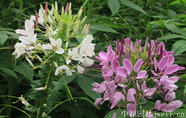 1598510668706526.jpg 醉蝶花13.jpg