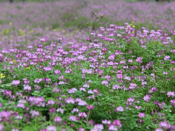 1598582781876011.jpg 草花卉種子