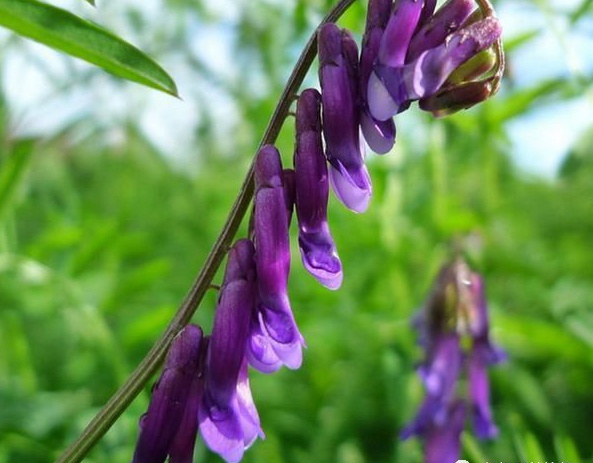 光葉紫花苕