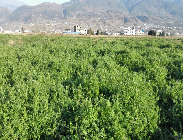 紫花苕種子24.jpg