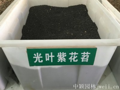 光葉紫花苕種子批發價格