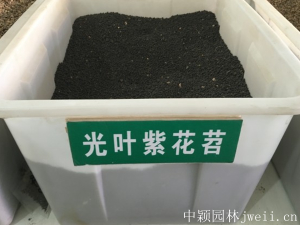 1598885125882252.jpg 光葉紫花苕.jpg
