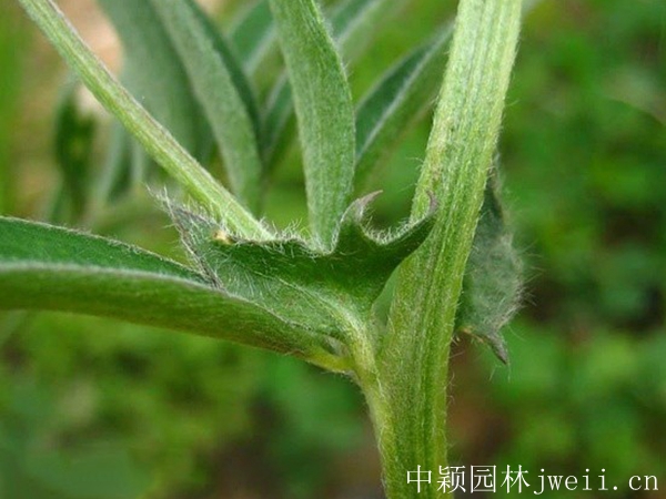 1598885168253772.jpg 光葉紫花苕4.jpg
