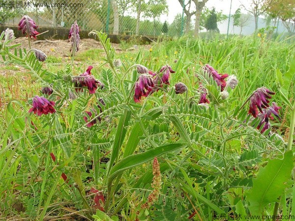 1598885187244222.jpg 光葉紫花苕8.jpg