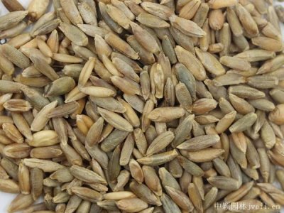 冬牧70黑麥草種子種植方法