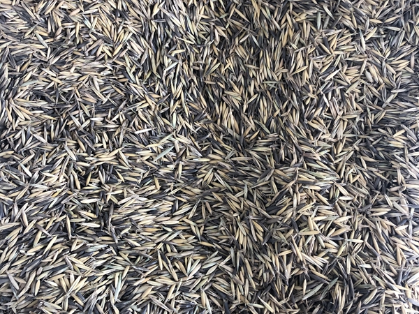 燕麥_副本.jpg