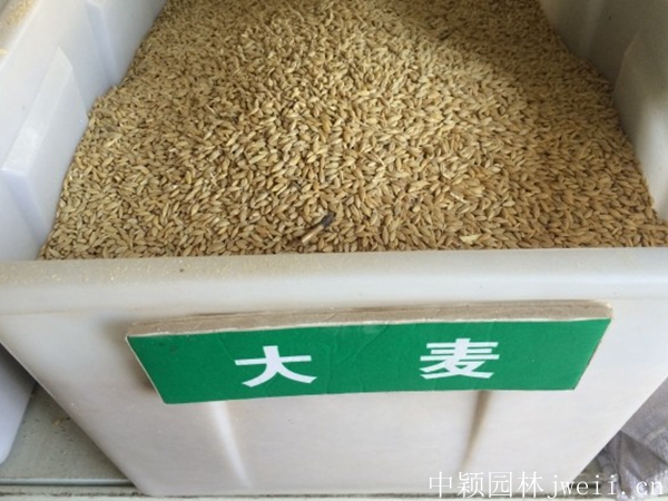 大麥3.jpg
