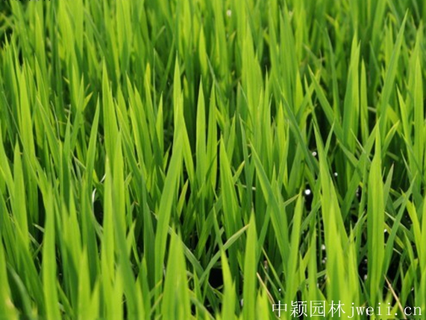 大麥5.jpg