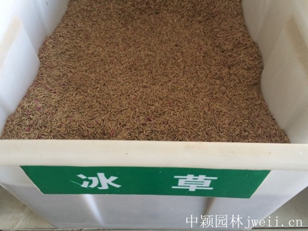 冰草.jpg