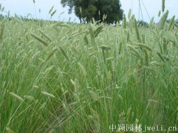 冰草4.jpg