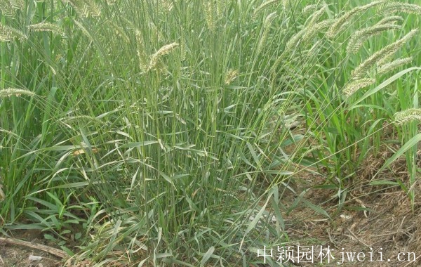 冰草7.jpg