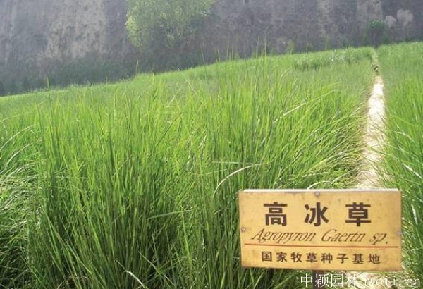 冰草8.jpg