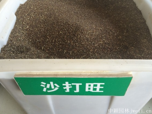 沙打旺種子3.jpg