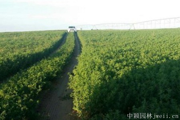 沙打旺種子7.jpg