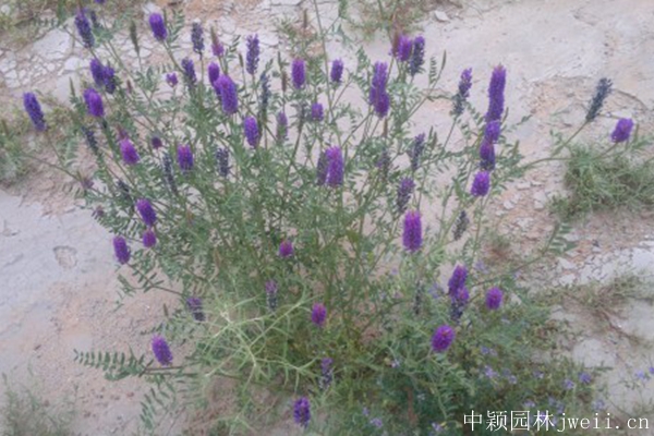沙打旺種子8.jpg
