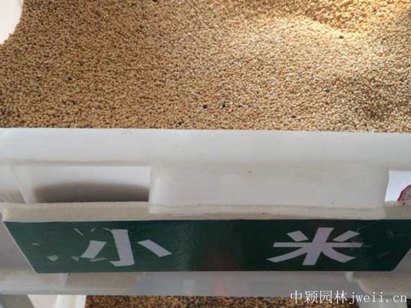 小米草13.jpg
