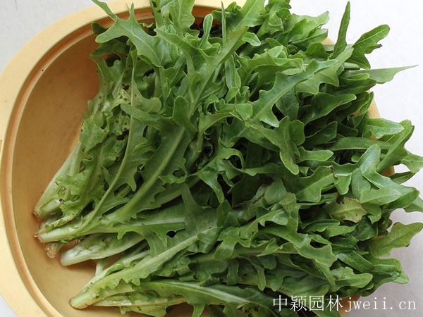 苦荬菜5_副本.jpg