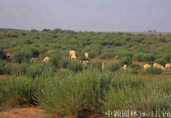 沙蒿種子4.jpg