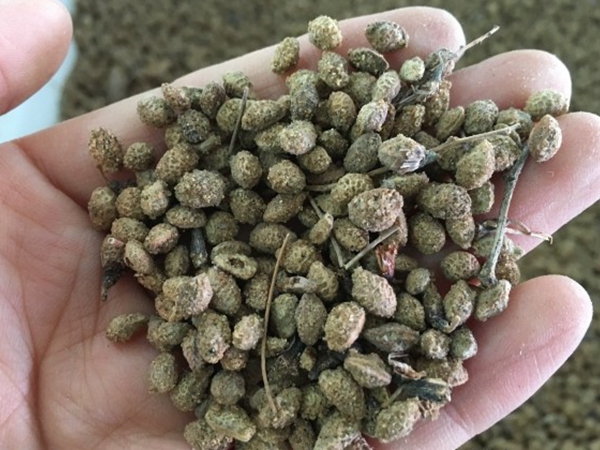 花棒種子2_副本.jpg