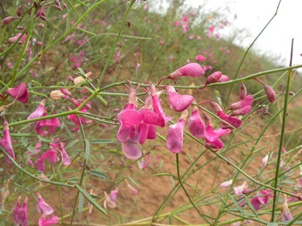 花棒種子6_副本.jpg