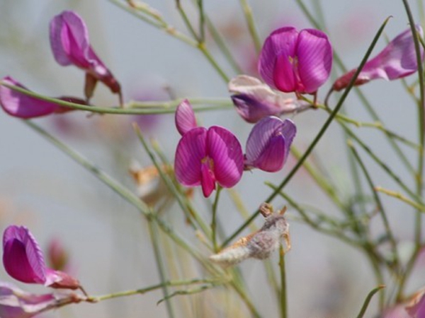 花棒種子5_副本.jpg