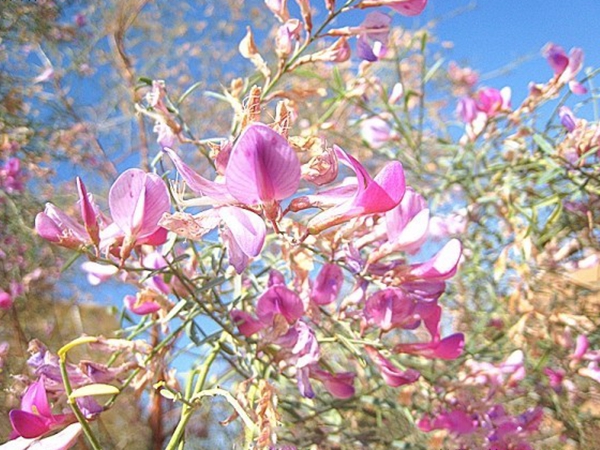 花棒種子7_副本.jpg