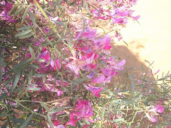 花棒種子8_副本.jpg
