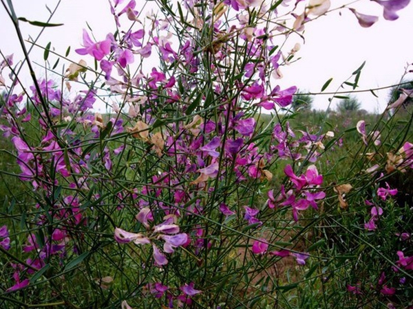 花棒種子9_副本.jpg