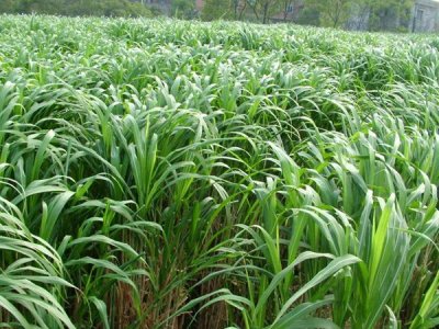 種植牧草專家來推薦主要飼養家禽牧草品種