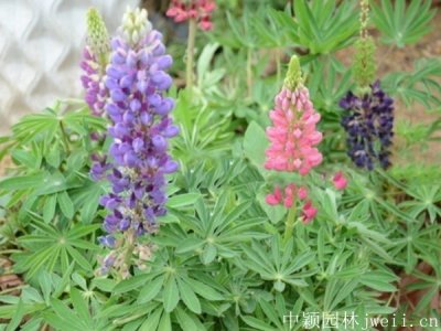 魯冰花播種到出芽需要幾天？