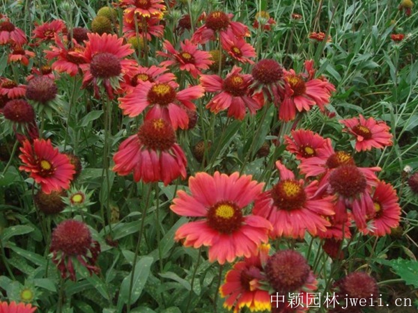 天人菊9.jpg