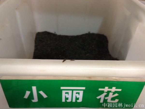 小麗花.jpg