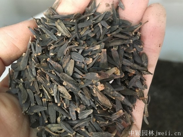 小麗花1.jpg