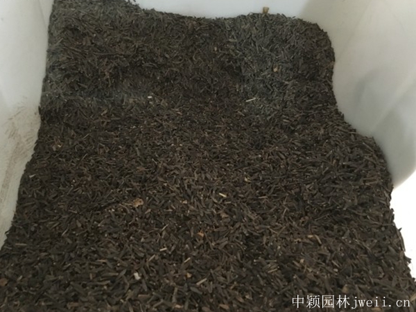 小麗花3.jpg