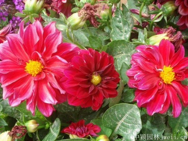 小麗花4.jpg