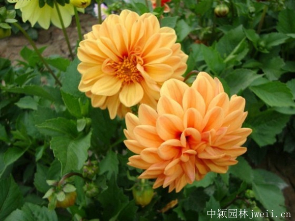 小麗花7.jpg