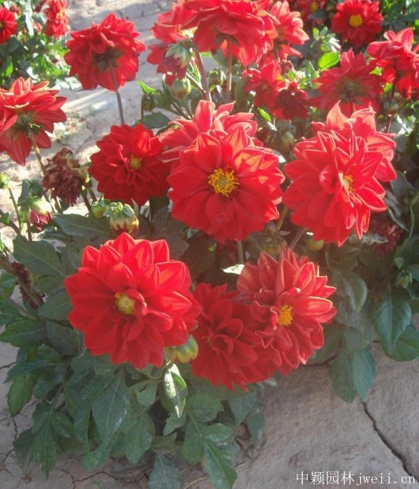 小麗花9.jpg