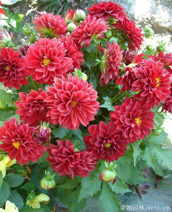 小麗花10.jpg