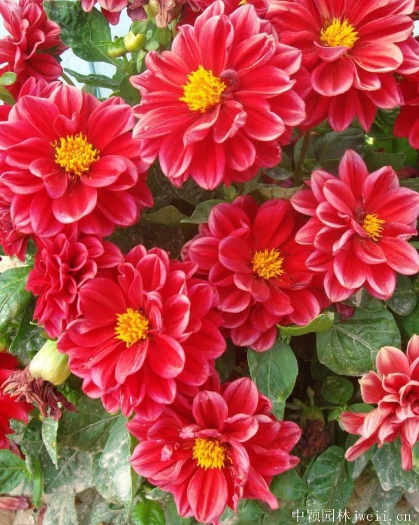小麗花11.jpg