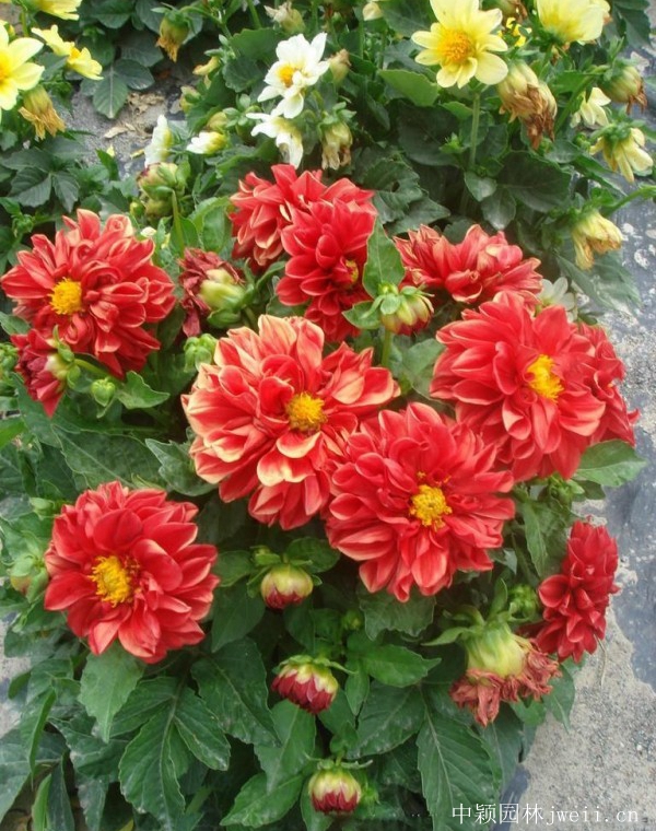 小麗花12.jpg
