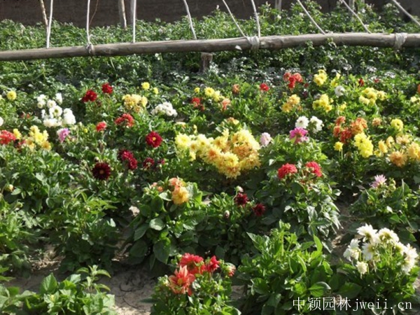 小麗花14.jpg