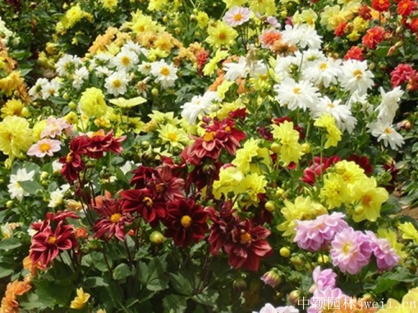 小麗花15.jpg