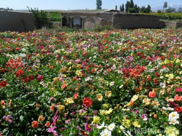小麗花16.jpg