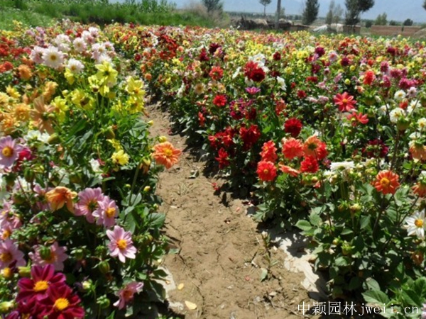 小麗花17.jpg