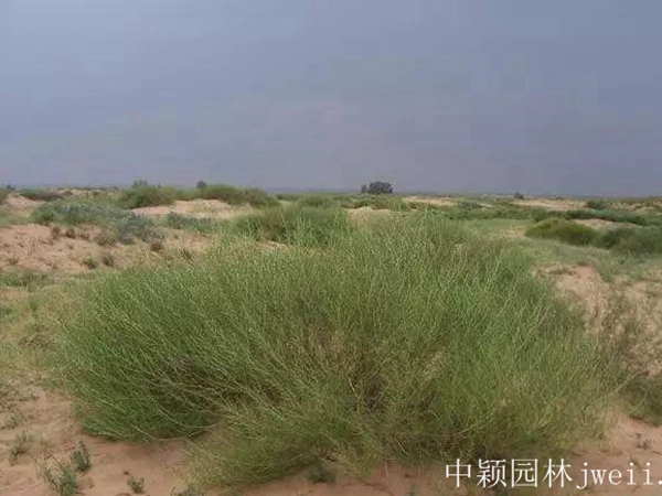 1600656597972979.jpg 沙蒿種子6_副本.jpg