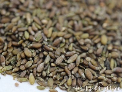 沙蒿種子的零售是多少錢一斤？