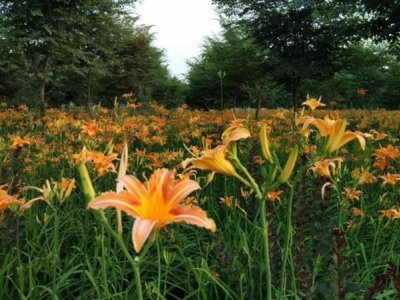 大花萱草簡介和如何養護